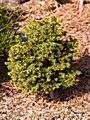 Picea abies Benelli Dwrf IMG_5005 (VALENTA) Świerk pospolity